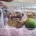 Menu MBG Kering untuk Anak TK di Tlagah Sampang Dikeluhkan Wali Murid, Dinilai Kurang Layak